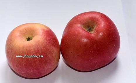 ԽO(png)