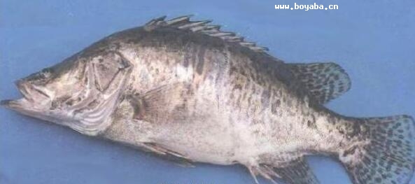賽口鱖魚.jpg