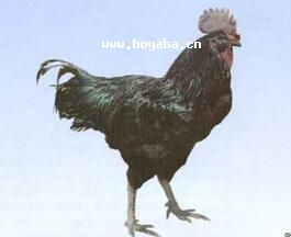 (yng)u