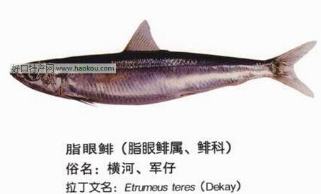 詔安脂眼鯡.jpg