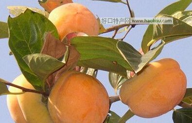 ׿hĥP(pn)