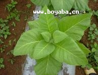 船山煙草