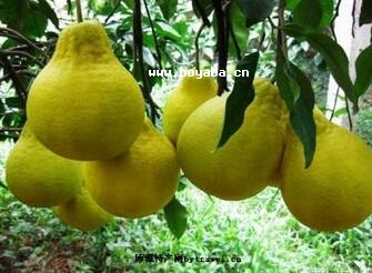 (yng)