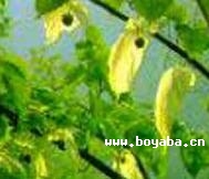 Ї(gu)ӻ