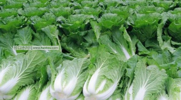 豐都轎子山白菜.jpg