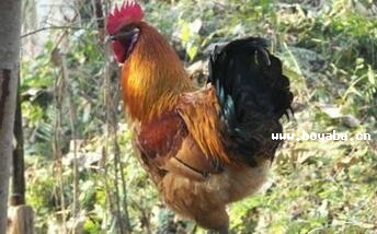 (yng)u