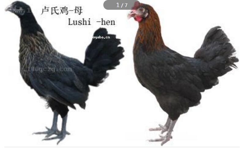Ru.jpg